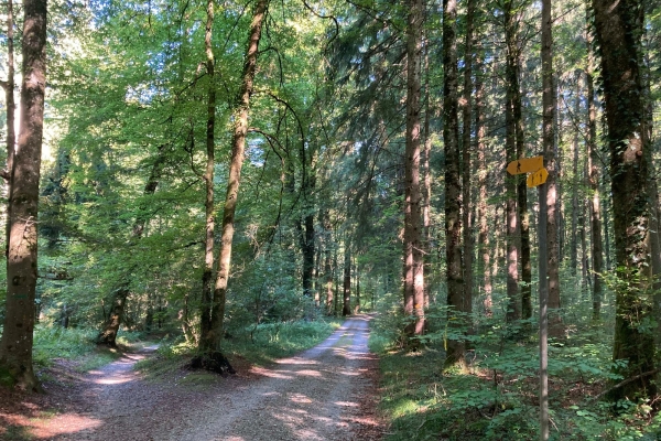 Schaffhauser Wandernacht: Von Trüllikon über den Kohlfirst