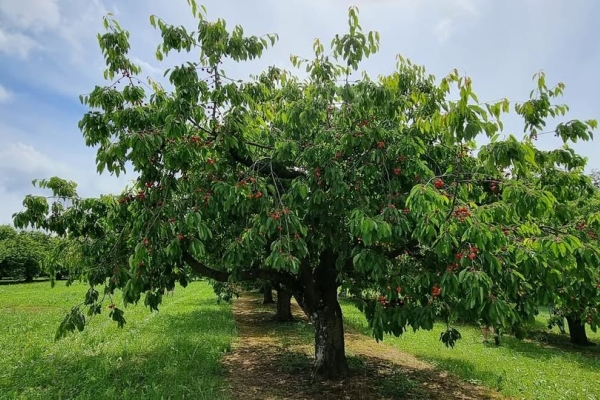 Zwischen Wappenfelsen, Höhlen und Kirschenplantagen